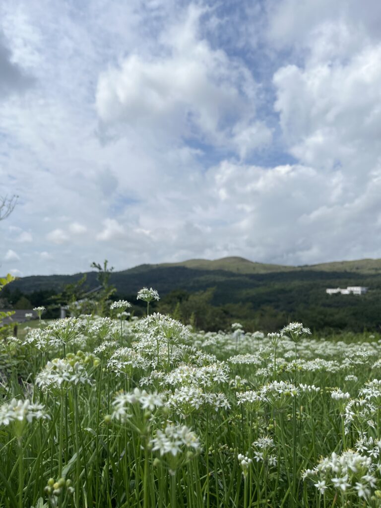 秋吉台の草原に咲く小さな花