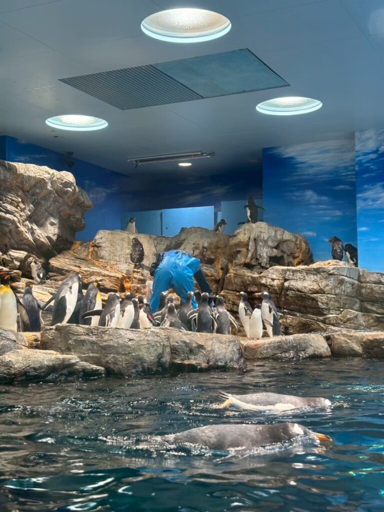 市立しものせき水族館 海峡館 ペンギンエリア 飼育員の餌やり風景