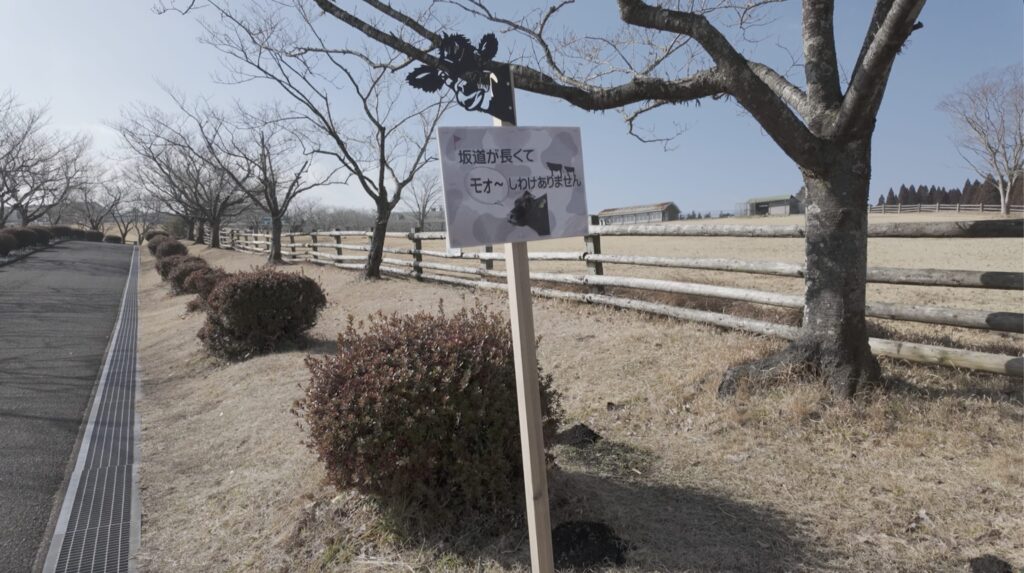高千穂牧場 牛 看板 坂道が長くてごめんね