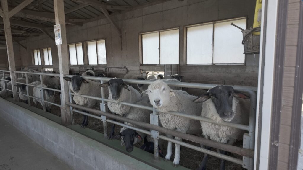 高千穂牧場　羊小屋　餌やり