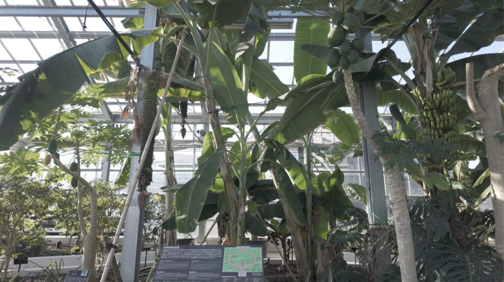 宮交ボタニックガーデン青島 亜熱帯植物 宮崎